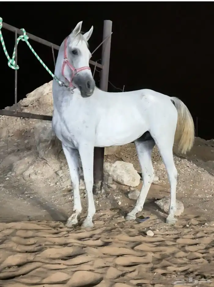 فرس شعبيه للبيع 2
