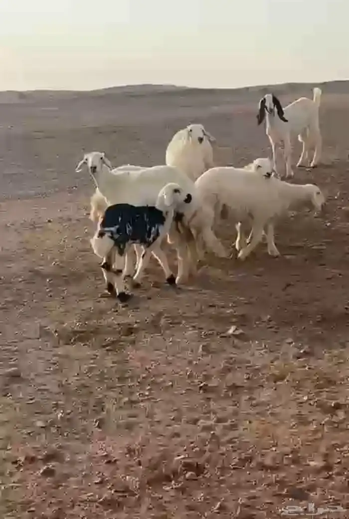 طليان للبيع العمر 3-4 شهور العدد 23 طليان نظيفه وطيبه 2
