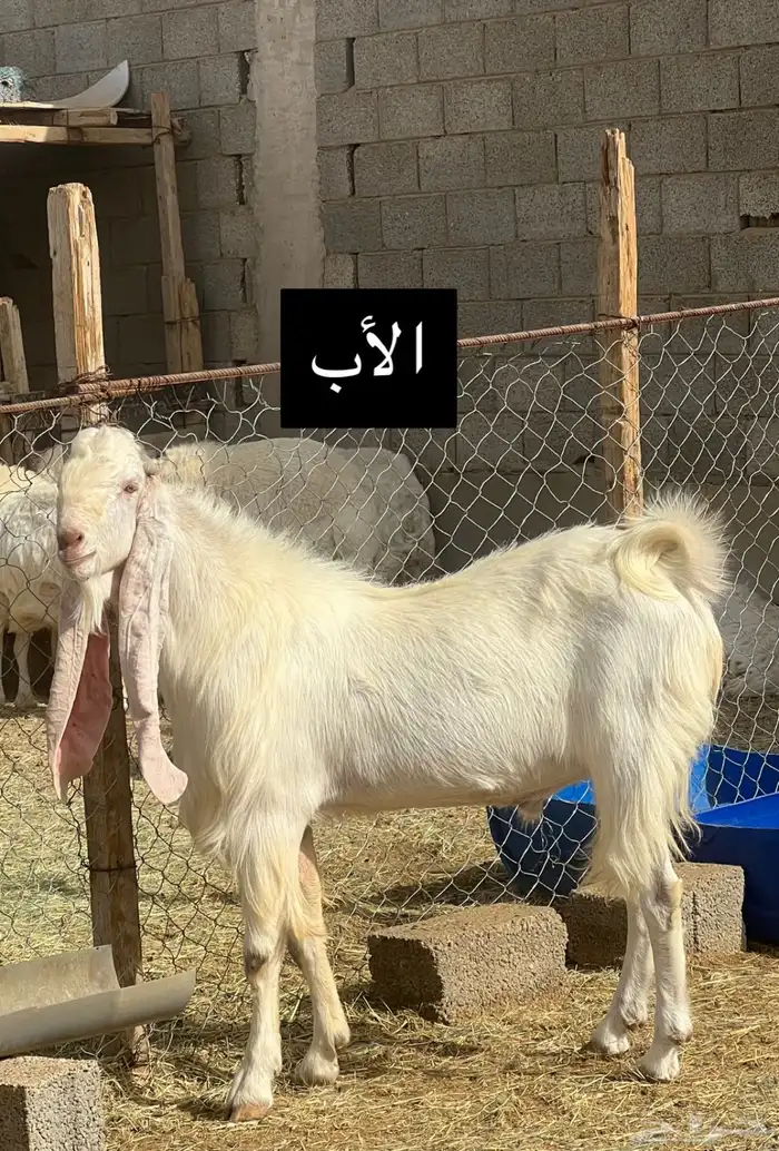 فحل جذع مطور ماعز ومعرف 2