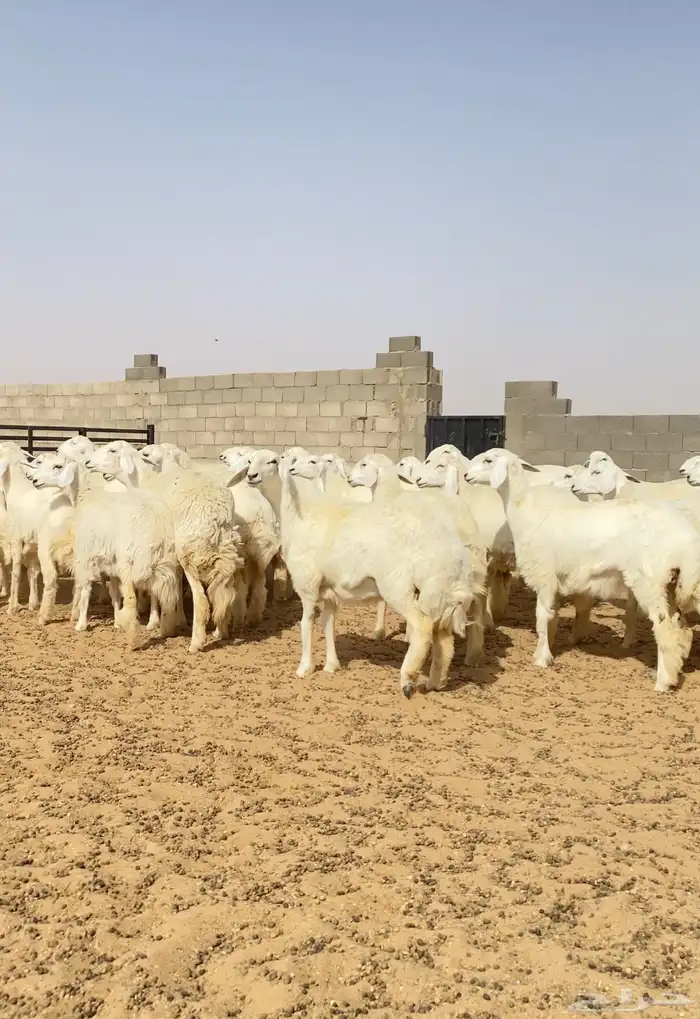 رخال حريات حرش طيبه مراح عدد 130 6