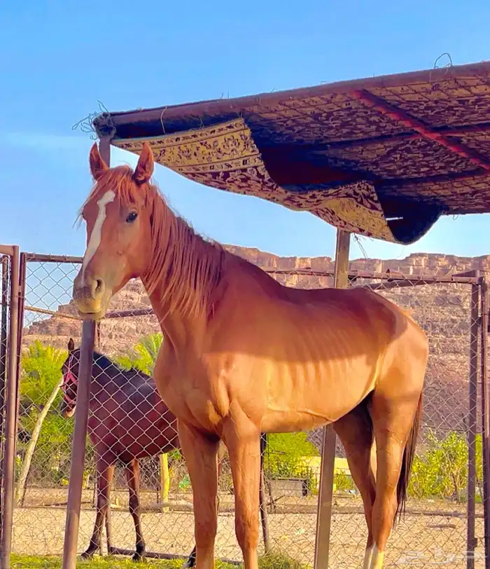 عمره 3 ونص 0