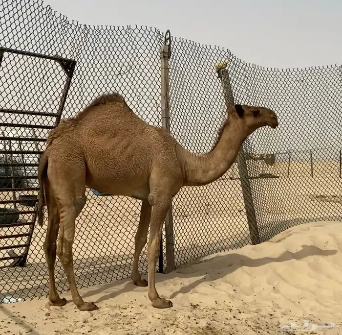 بكرة شعلا طيبه للبيع 0