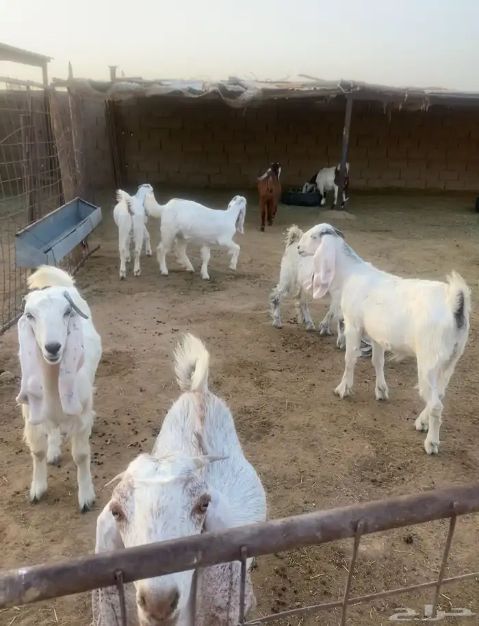 جفرات 2