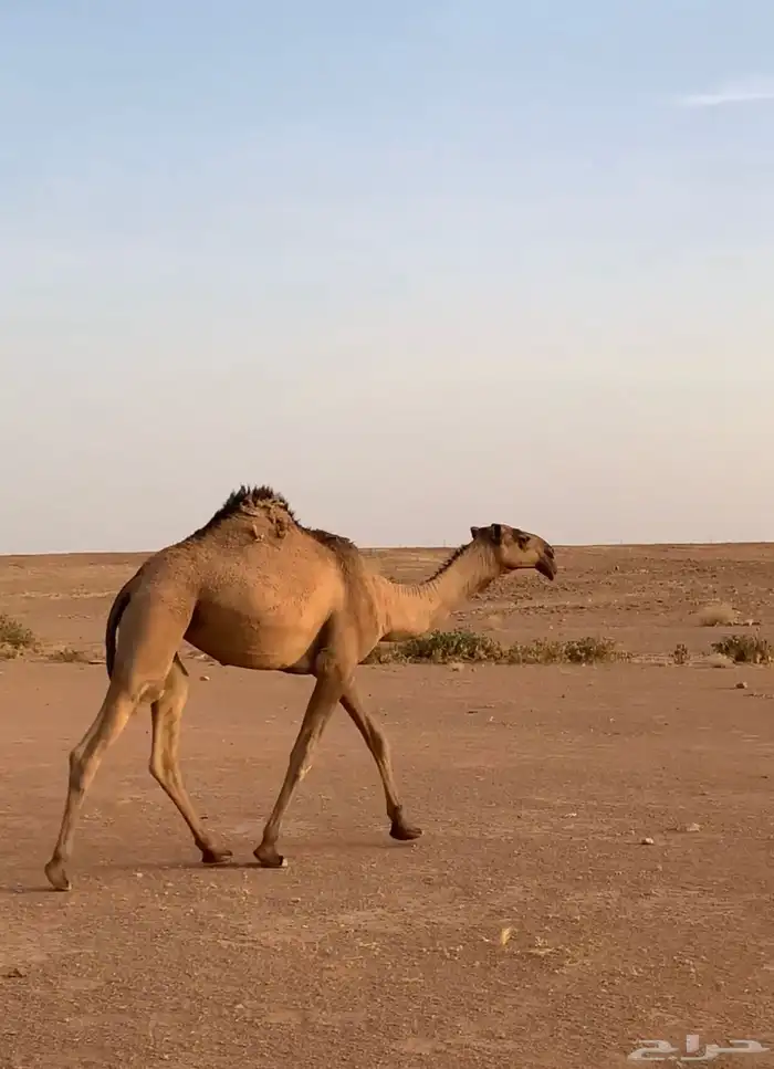 بكره لقيه علي بعير ماجد الحداري 2
