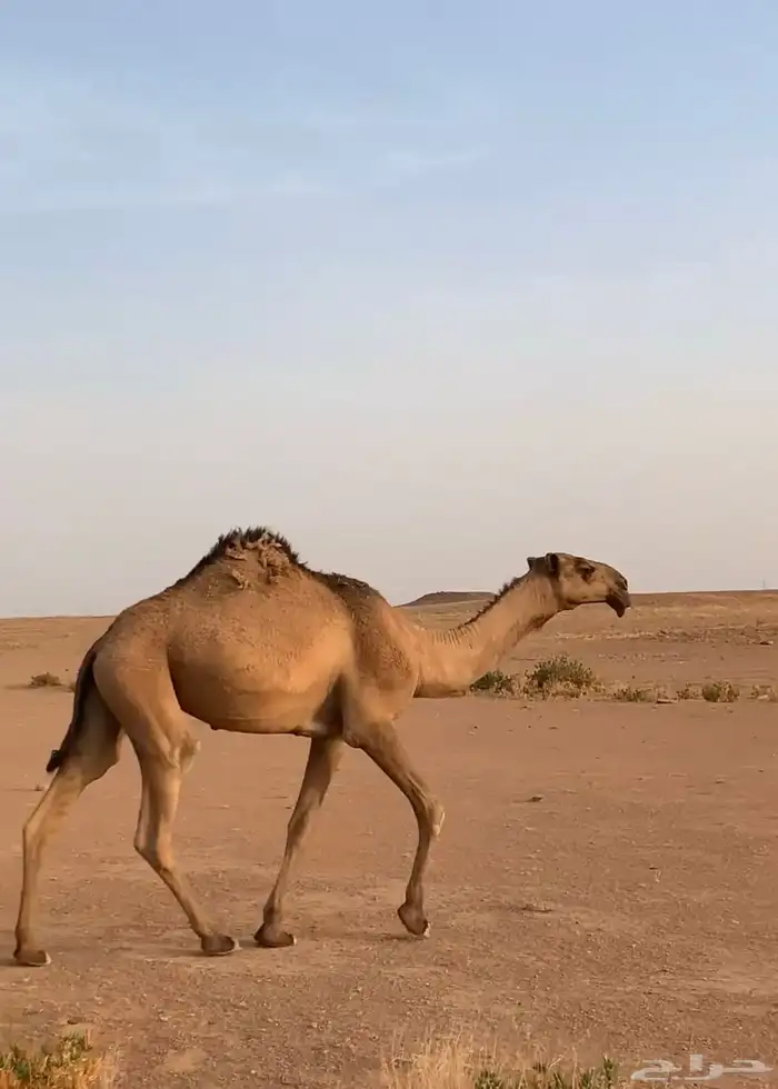 بكره لقيه علي بعير ماجد الحداري 1