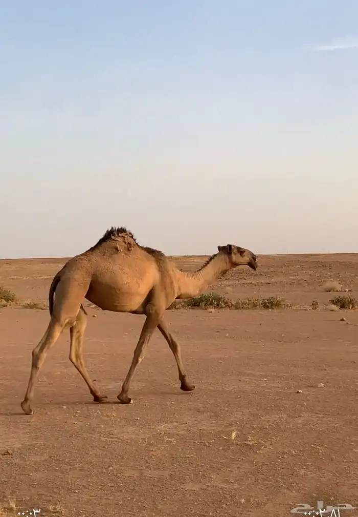 بكره لقيه علي بعير ماجد الحداري 0