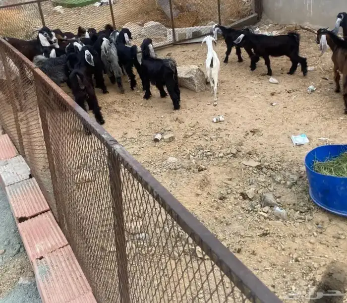 تيوس عوارض للبيع 0