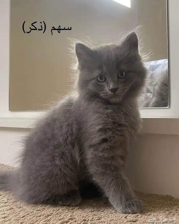 قطط شيرازي 0