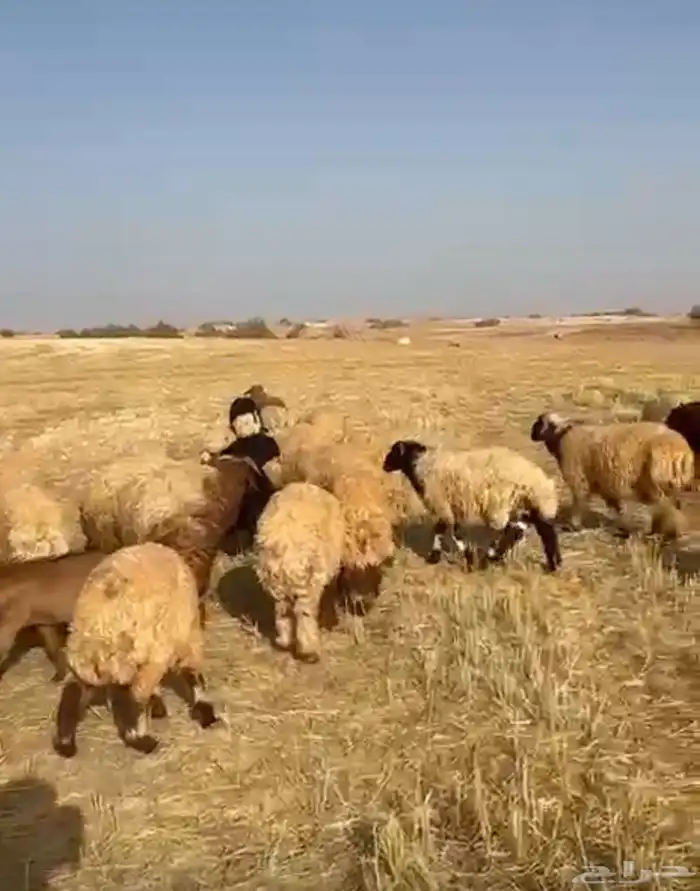 غنم نعيمي طليان ذبايح نعيم ونجد 1
