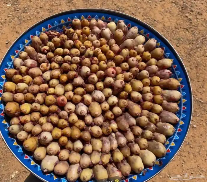 بقلاوة اغسطس 0