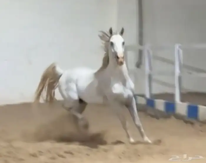 للبيع حصان شعبي جزيري 5