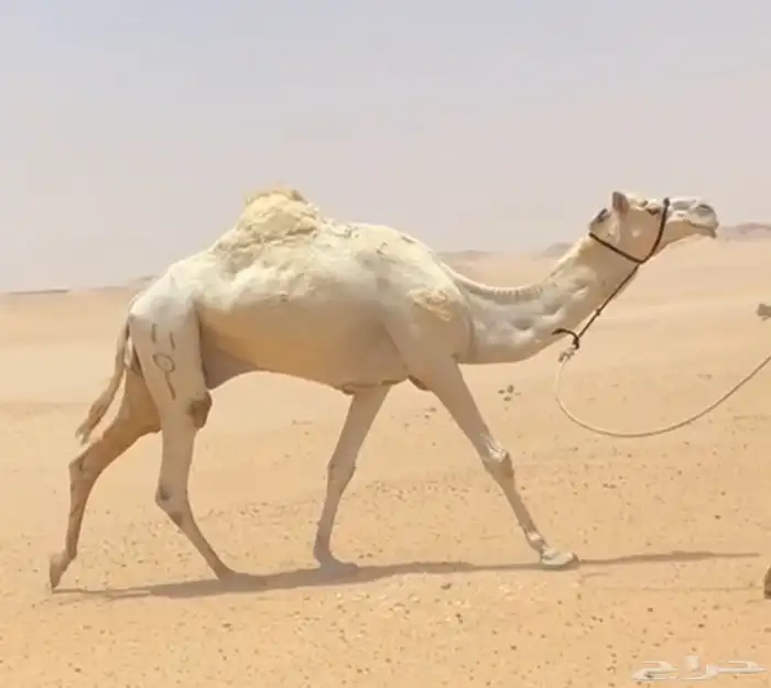 بعير انتاجه شواهين الهجن 1