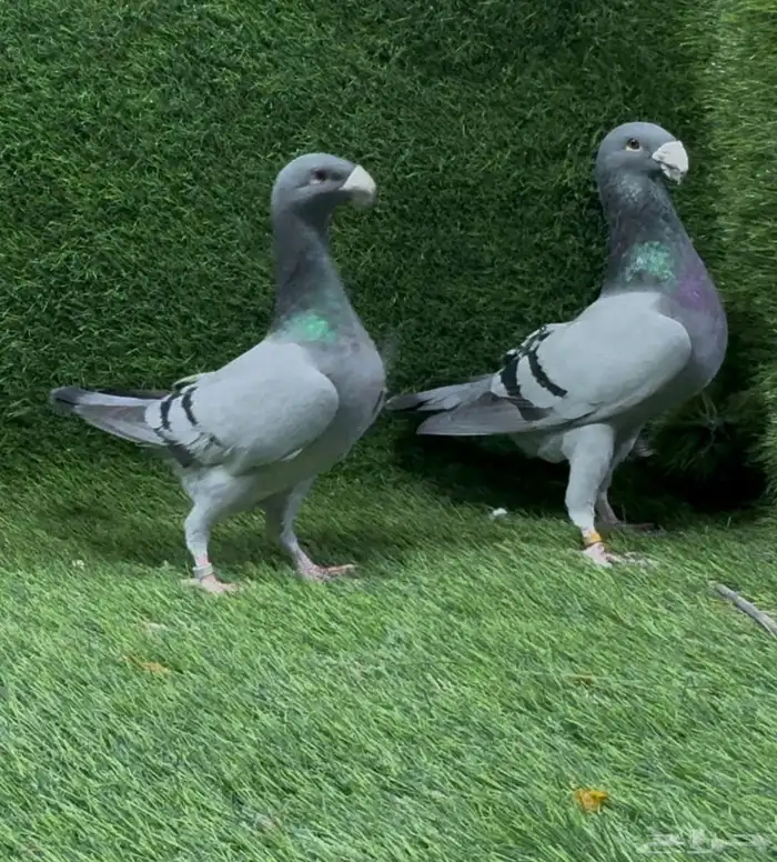 حمام هومر 2