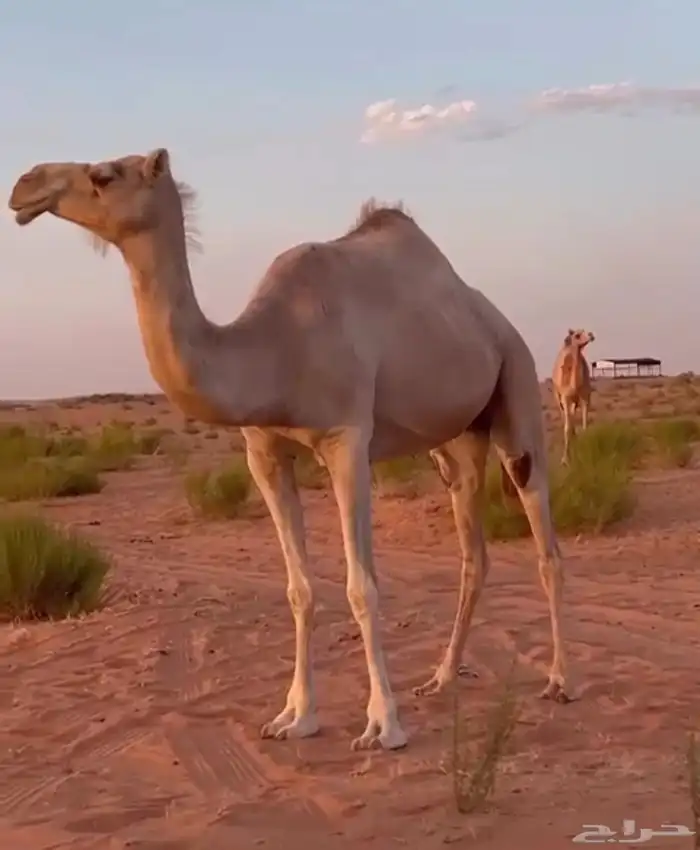 ناقة حايل هجن 0