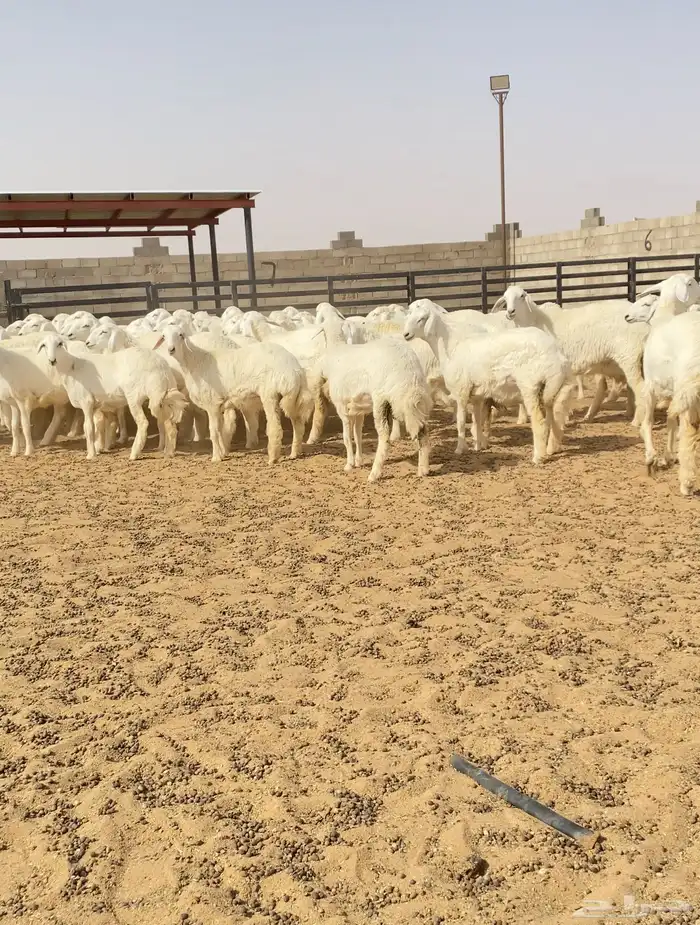 رخال حريات حرش طيبه مراح عدد 130 8