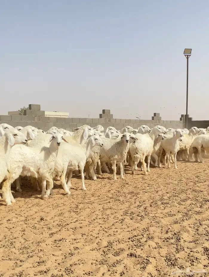 رخال حريات حرش طيبه مراح عدد 130 4