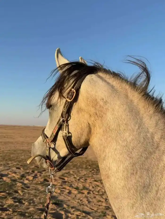 مهرة عربية أصيلة واوراقها جاهزه للنقل الموقع حفر الباطن 1