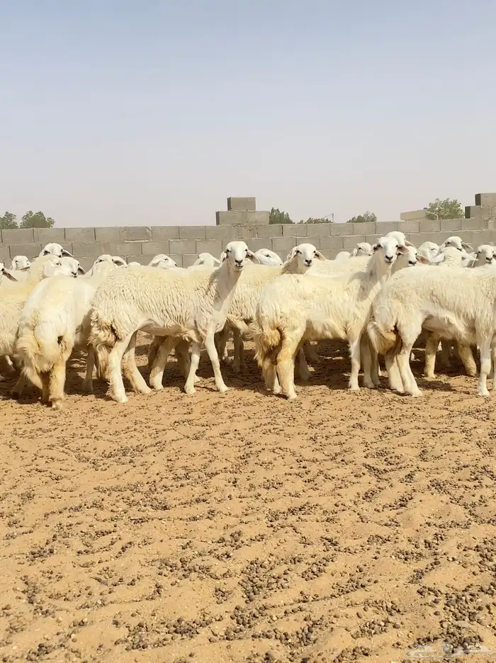 رخال حريات حرش طيبه مراح عدد 130 2