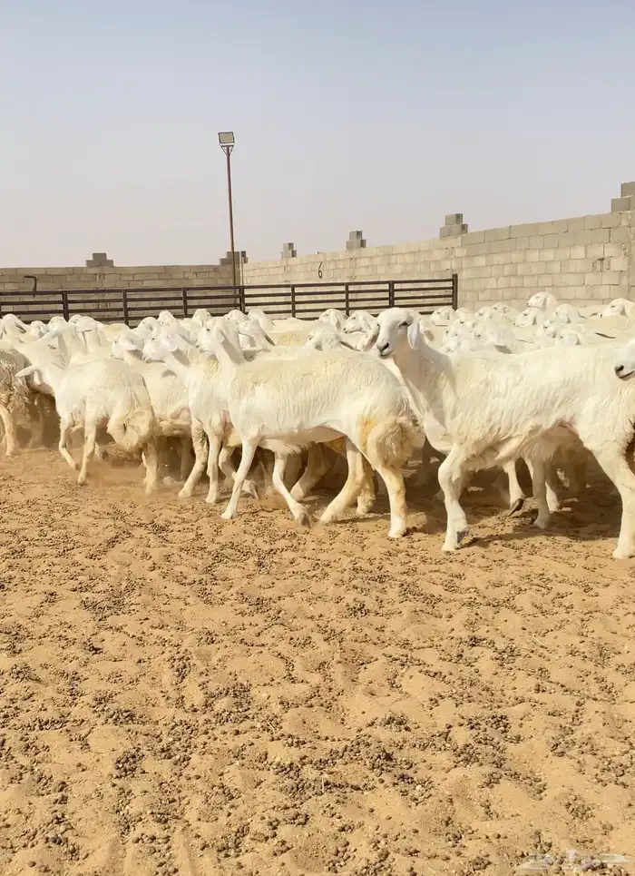 رخال حريات حرش طيبه مراح عدد 130 10