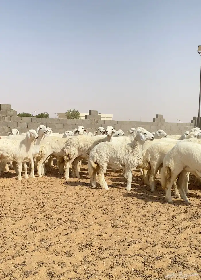 رخال حريات حرش طيبه مراح عدد 130 7