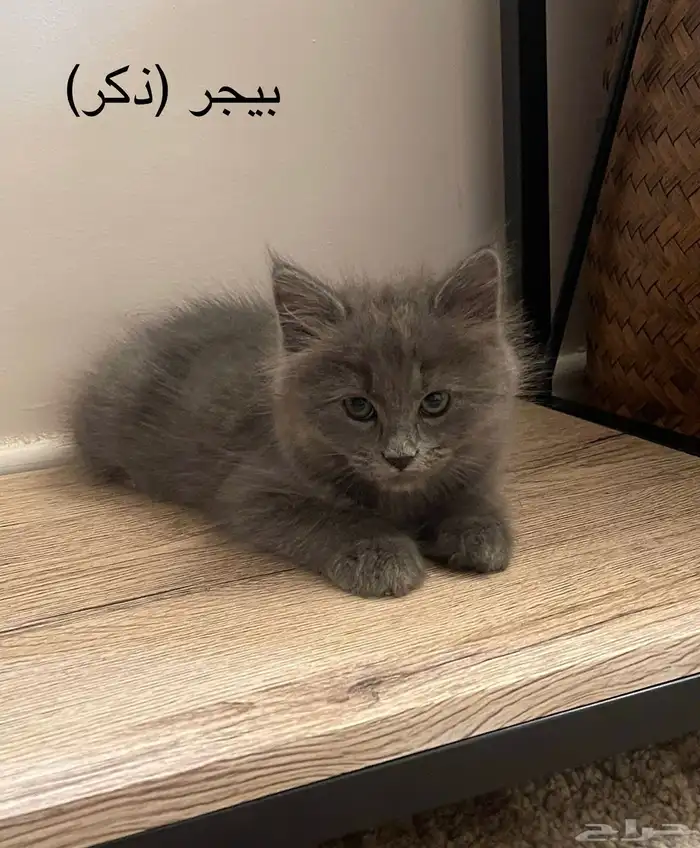 قطط شيرازي 7