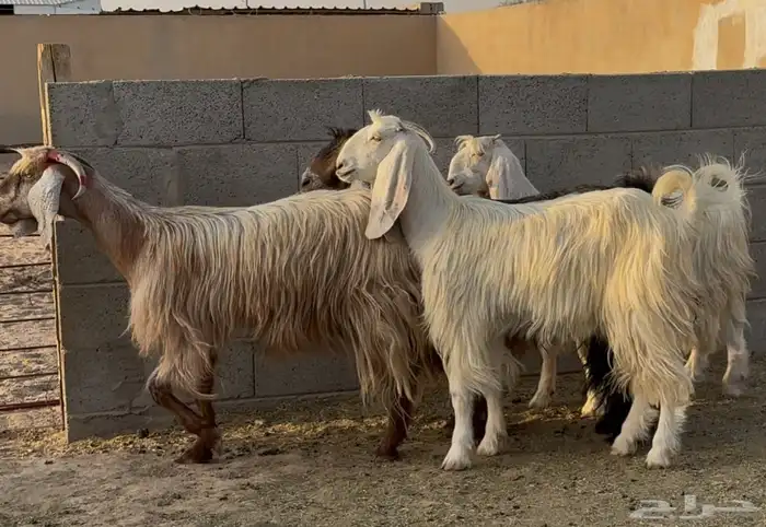 مراح معزا عوارض طيبه العدد 20 بالفحل 7