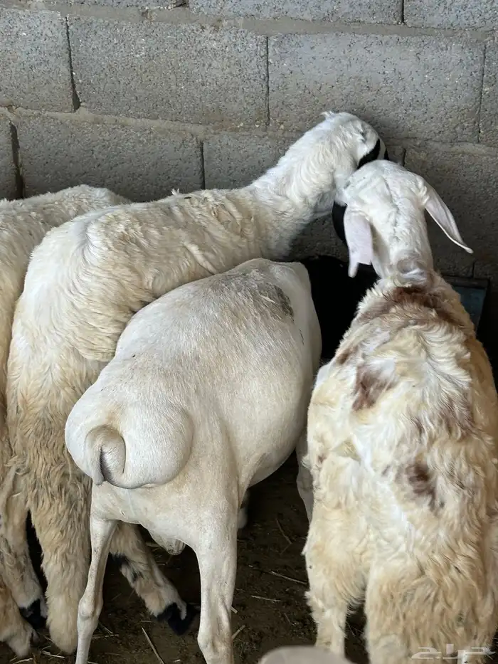 سواكن وبرابر طب وتخير 94