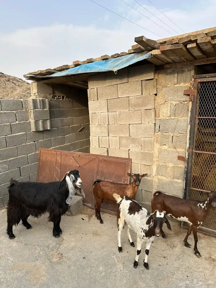 ماعز للبيع 1