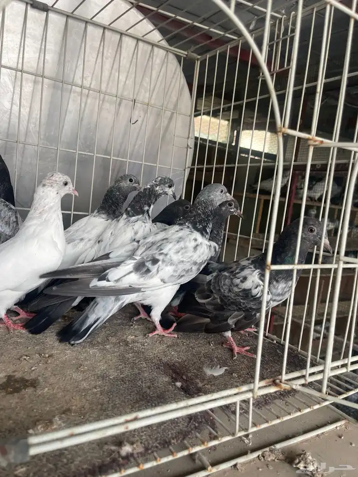 طبات باكستاني 12