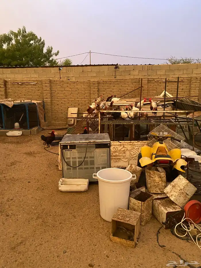 صنادق حديد وشبوك دجاج ودباب ومعالف 4