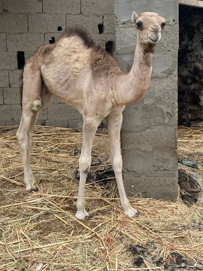 قعود للبيع 0