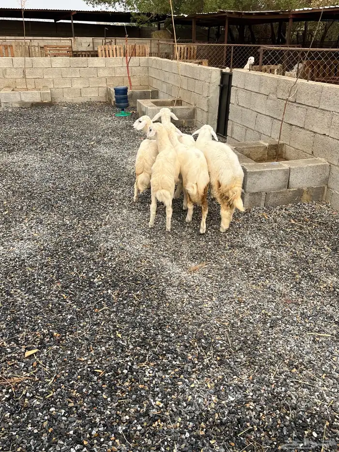 رخيل حريات ( تم البيع) 1