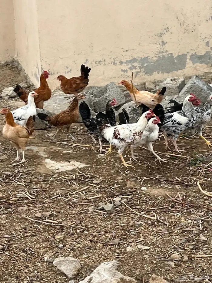 دجاج بلدي 9