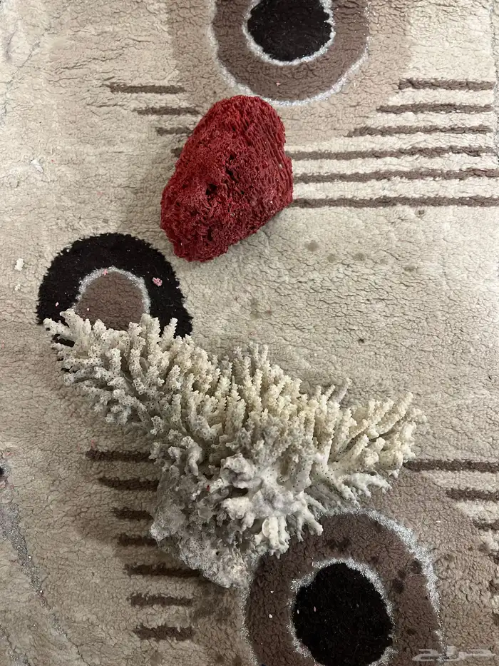 زينه حوض سمك 0