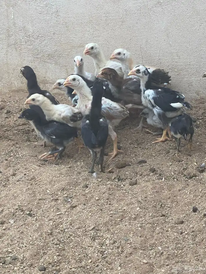 صوص سندي باكستاني فوليا 3