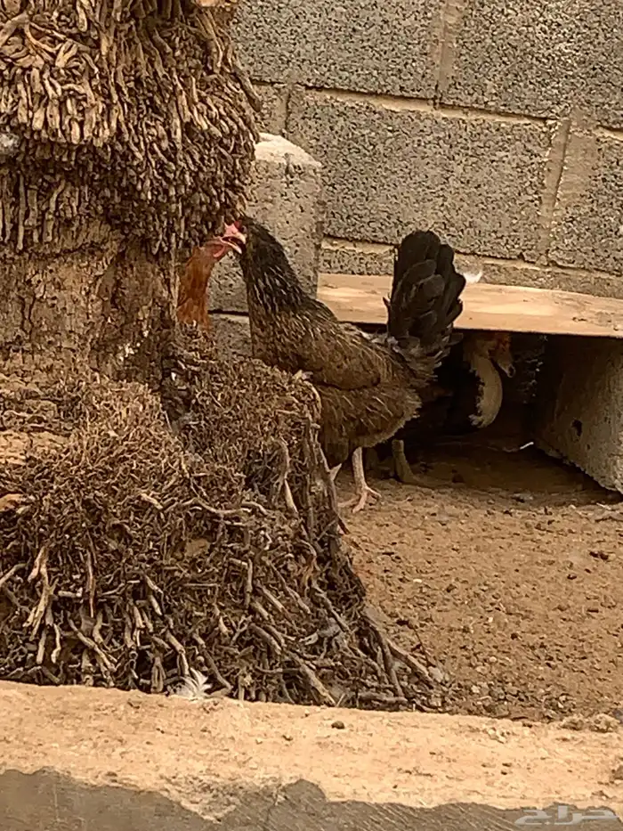 للبيع دجاج عربي وا بلدي وا ارنب دفيع 6