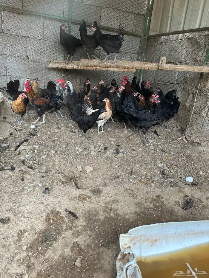 سلام عليكم البيع دجاج بلدي بياض 2