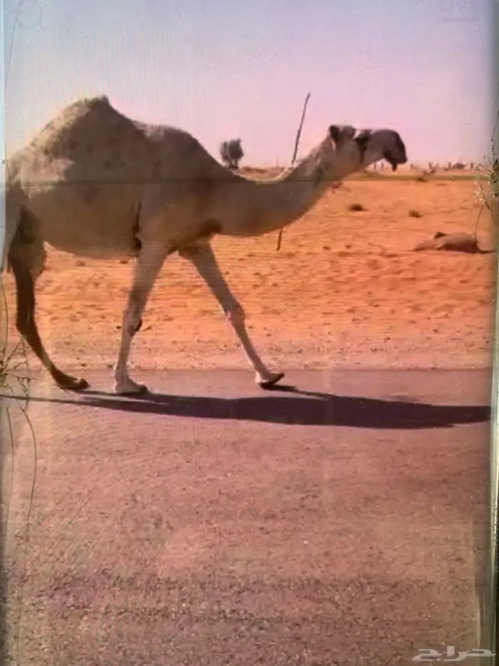 للبيع ناقه كفو ثنو لها حول 8باللقاح 2