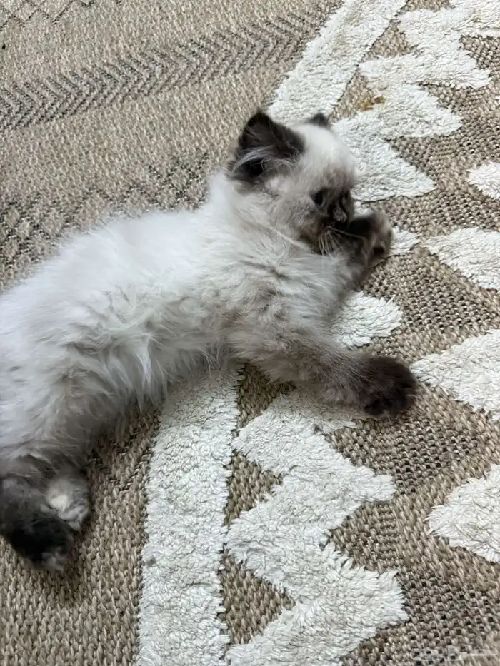 السلام عليكم قطه هملايا عمرها 3اشهر 0