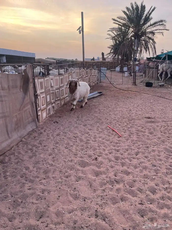 نخروف نعيم جبر 3