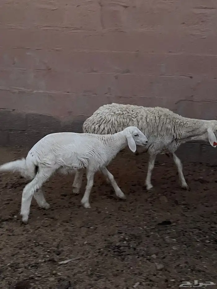 حريه تم البيع 0