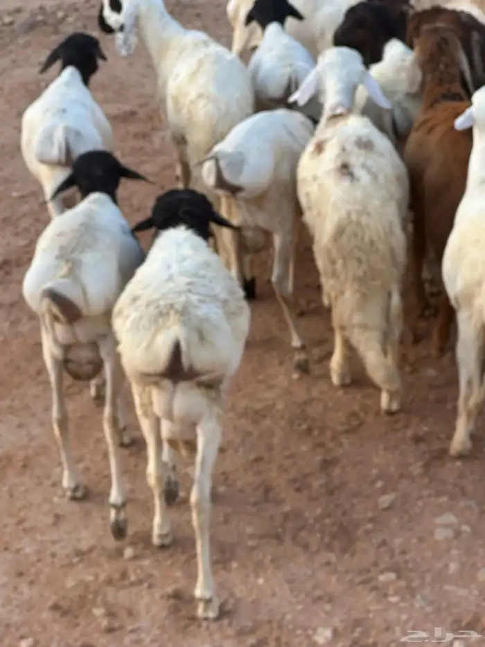 سواكن وبرابر طب وتخير 46