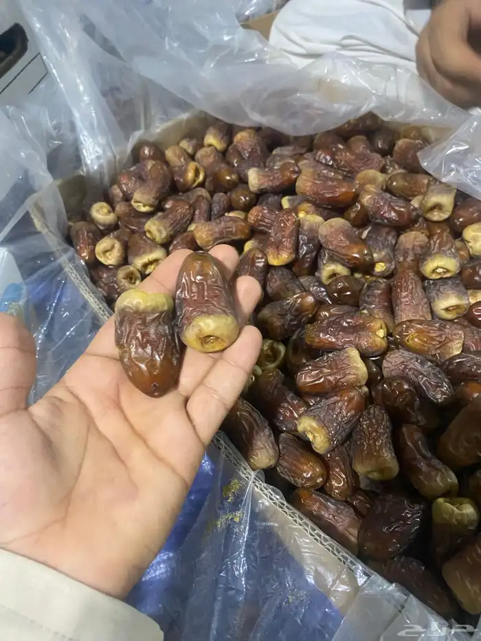 برني العيص ( رقم واحد مطوق ملكي 1