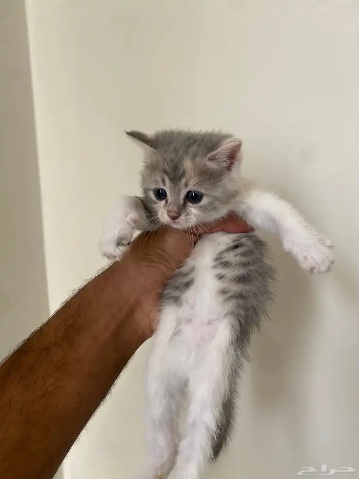 قطط سكوتش فولد حيوانات 2