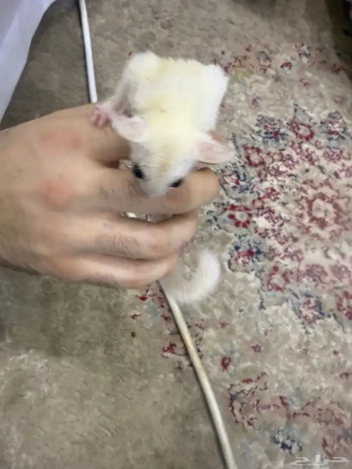 سنجاب الطائر شوقر قلايدر 5