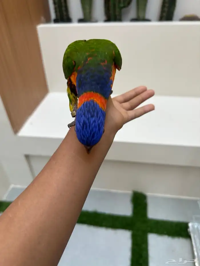 لوري اثنين 0