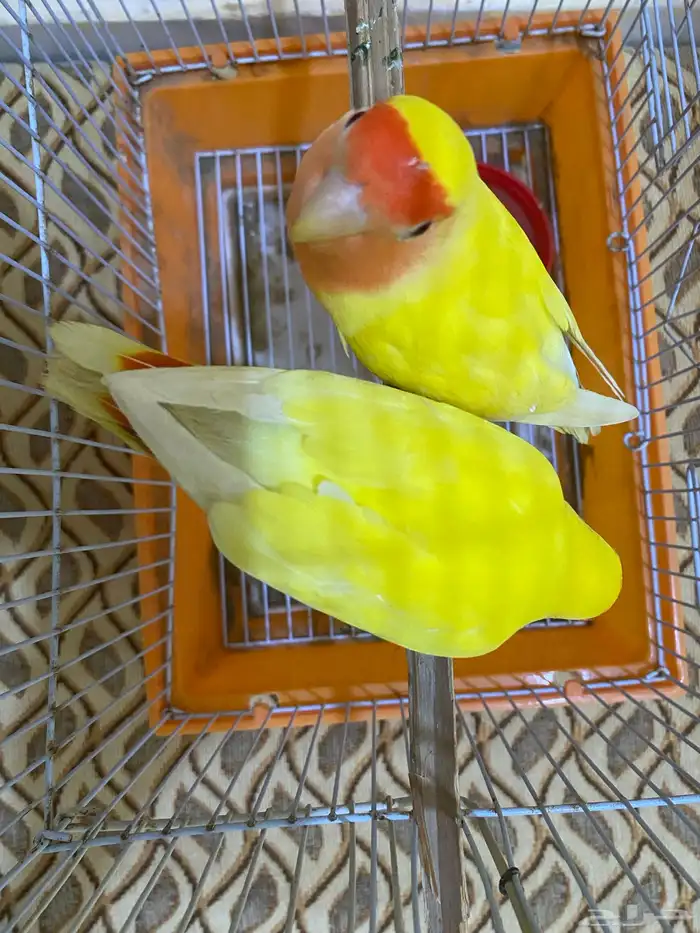 زوج روز لاتينو 4