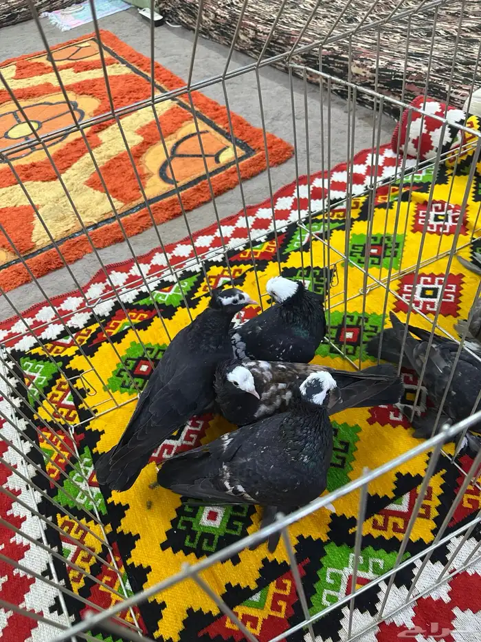 ساسكون 5