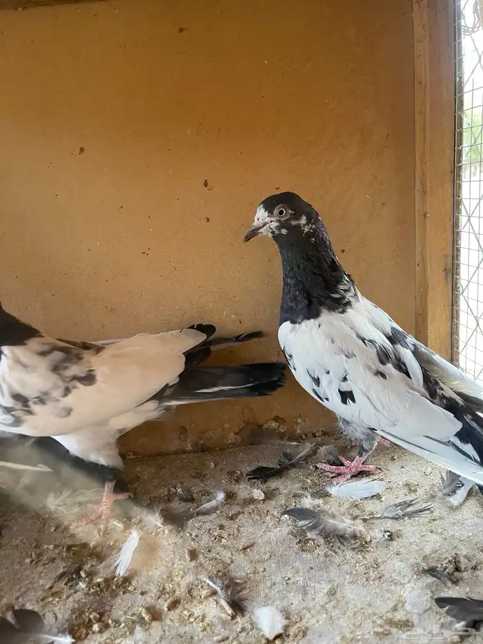 البيع حمام باكستاني اربع اجواز 5