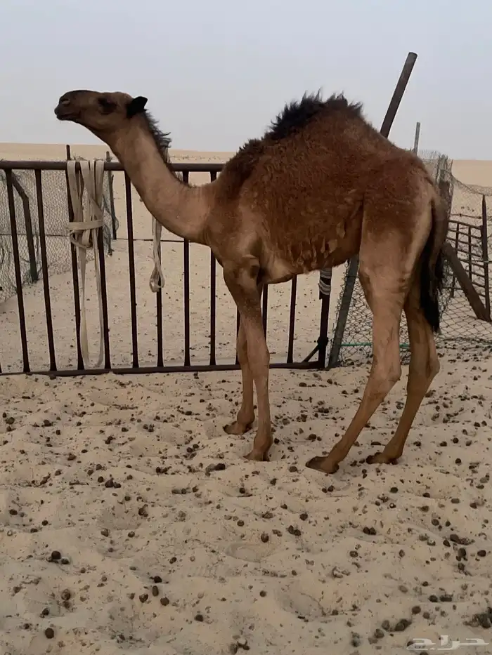 حاشي لباني 0